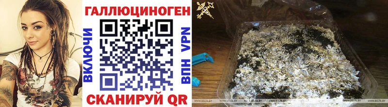 купить наркоту  Апатиты  Псилоцибиновые грибы Cubensis 